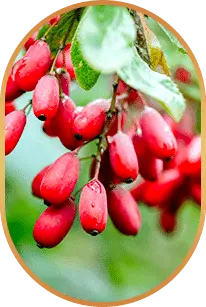 berberine