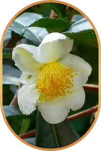 camellia-sinensis