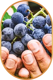 resveratrol